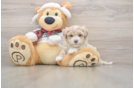Fluffy Maltipoo Poodle Mix Pup