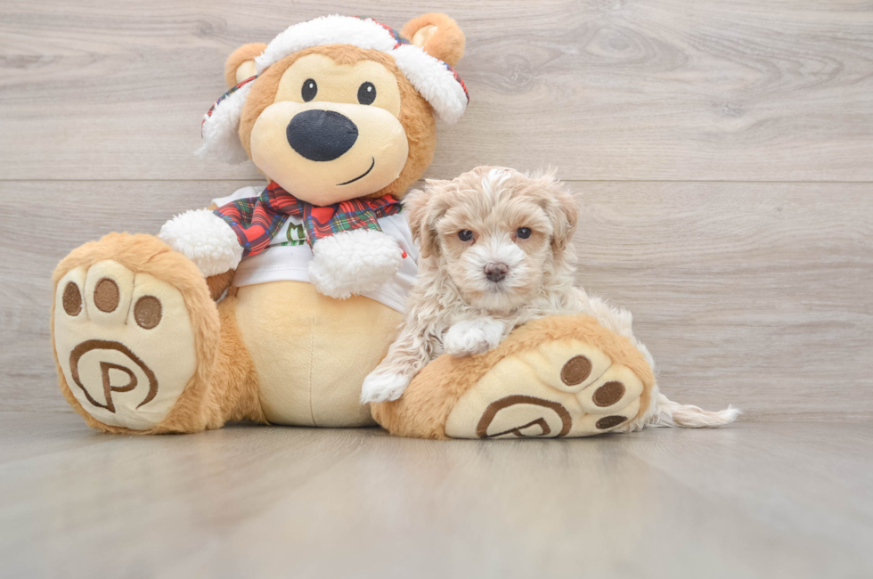 5 week old Maltipoo Puppy For Sale - Simply Southern Pups