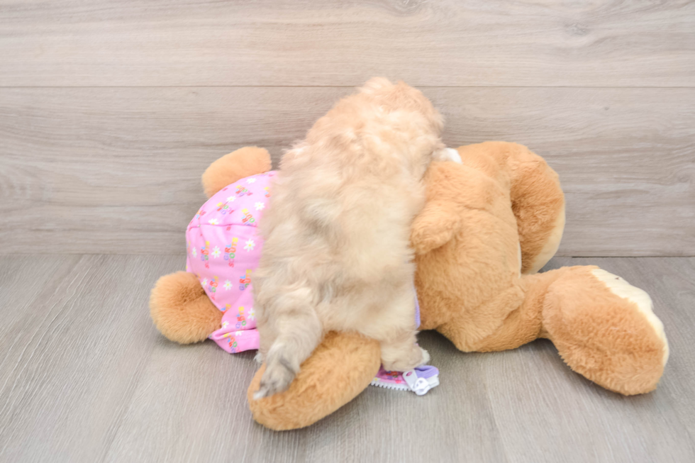 Little Maltidoodle Poodle Mix Puppy