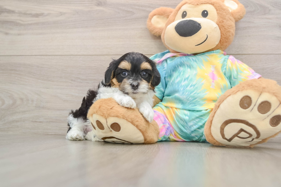 Little Malt a Poo Poodle Mix Puppy