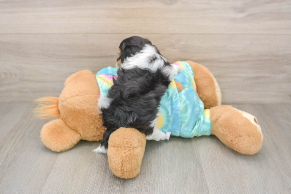 Maltipoo Pup Being Cute