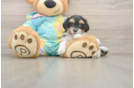 Adorable Maltepoo Poodle Mix Puppy