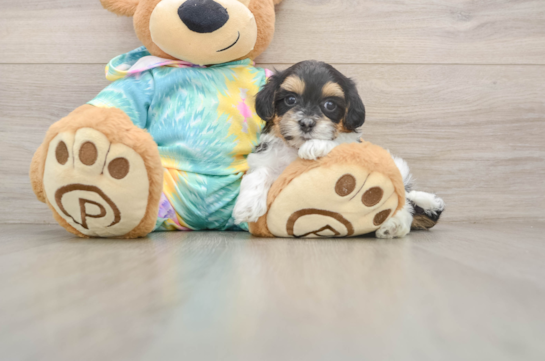 Adorable Maltepoo Poodle Mix Puppy