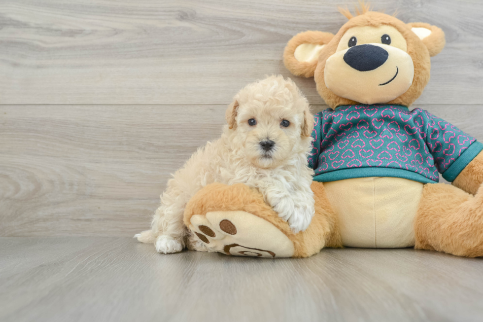 Playful Maltepoo Poodle Mix Puppy