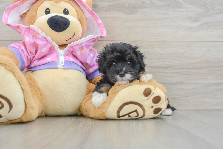 Maltipoo Puppy for Adoption