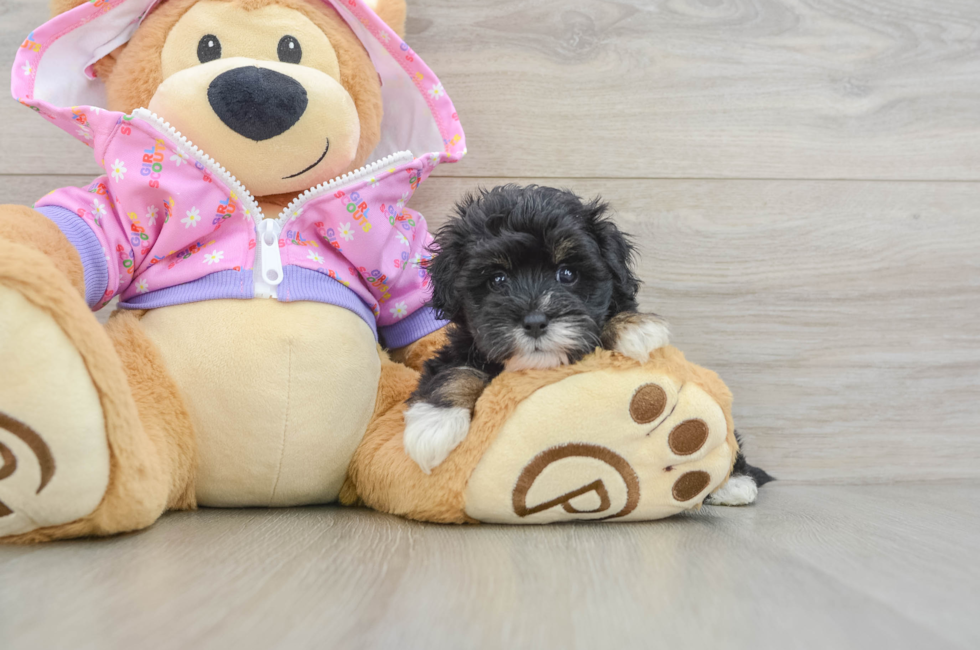 5 week old Maltipoo Puppy For Sale - Simply Southern Pups
