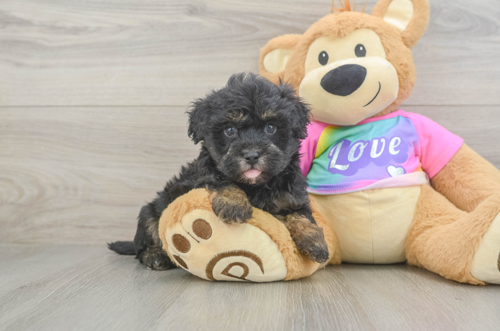 5 week old Maltipoo Puppy For Sale - Simply Southern Pups