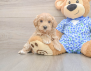 8 week old Maltipoo Puppy For Sale - Simply Southern Pups