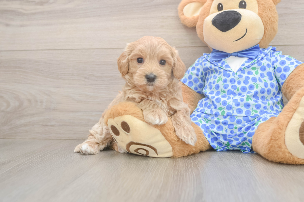6 week old Maltipoo Puppy For Sale - Simply Southern Pups
