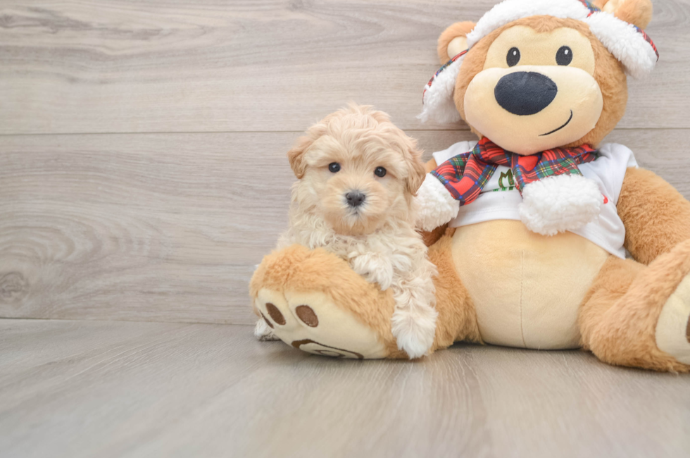 5 week old Maltipoo Puppy For Sale - Simply Southern Pups