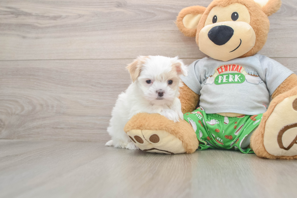 Energetic Multipoo Poodle Mix Puppy