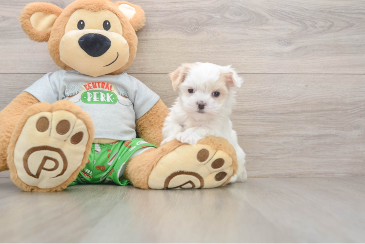 Little Moodle Poodle Mix Puppy