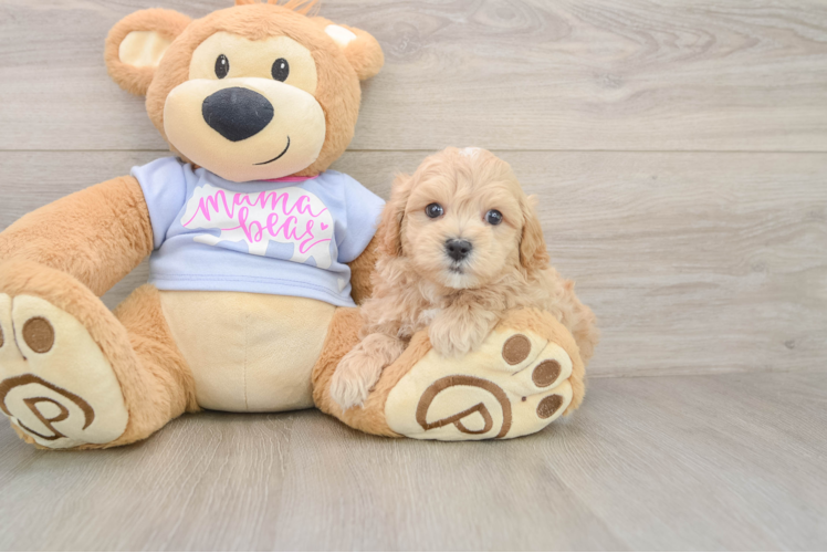 Maltipoo Puppy for Adoption