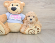 9 week old Maltipoo Puppy For Sale - Simply Southern Pups