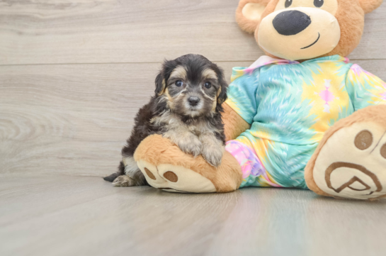 Fluffy Maltipoo Poodle Mix Pup
