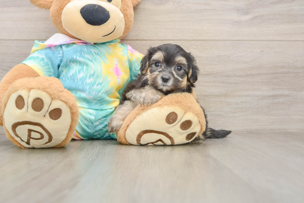 Maltipoo Pup Being Cute