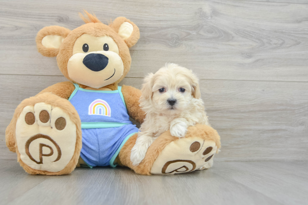 Maltipoo Pup Being Cute