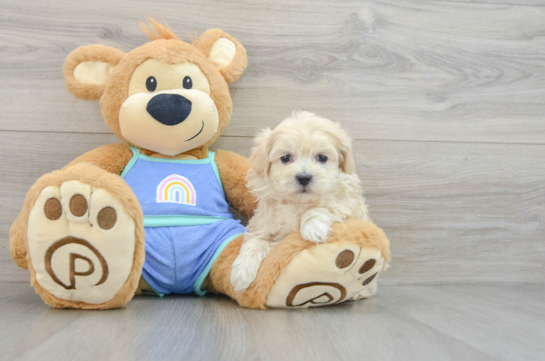 Maltipoo Pup Being Cute