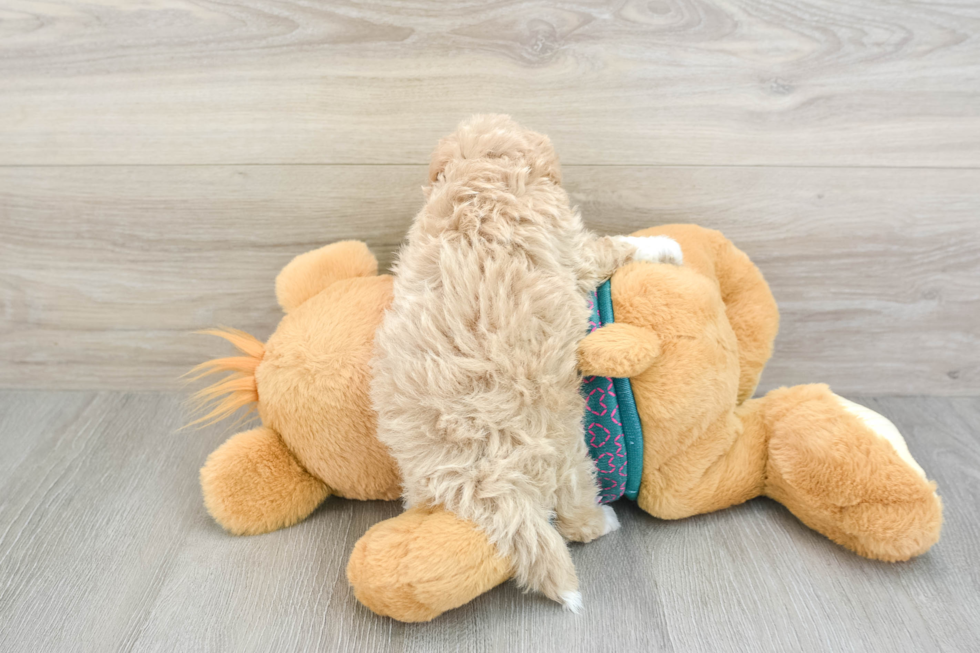 Maltipoo Pup Being Cute