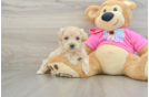 Sweet Maltipoo Baby