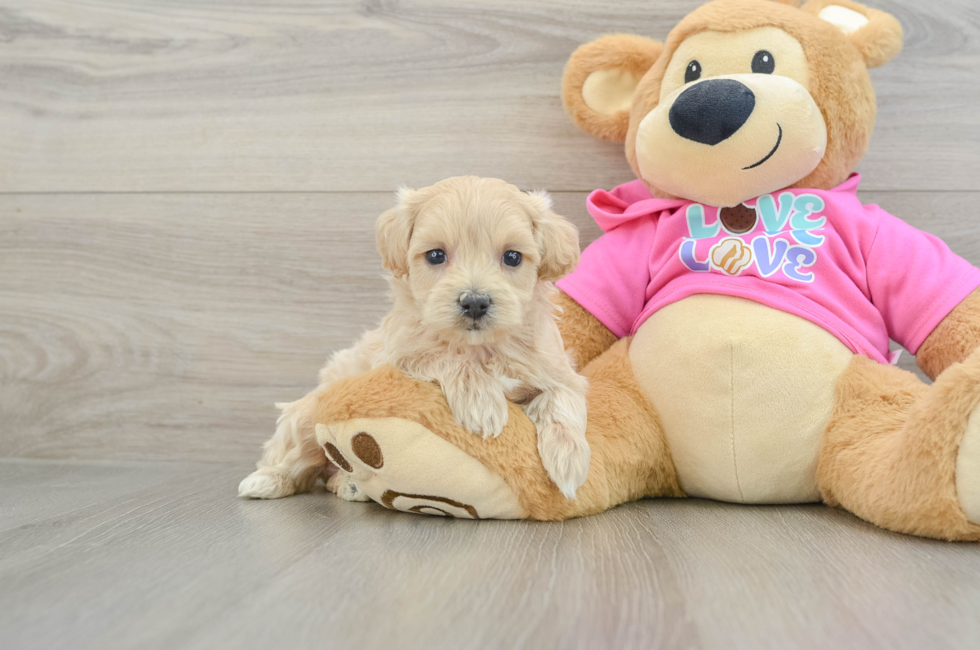 6 week old Maltipoo Puppy For Sale - Simply Southern Pups