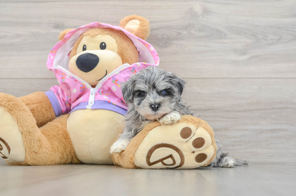 5 week old Maltipoo Puppy For Sale - Simply Southern Pups