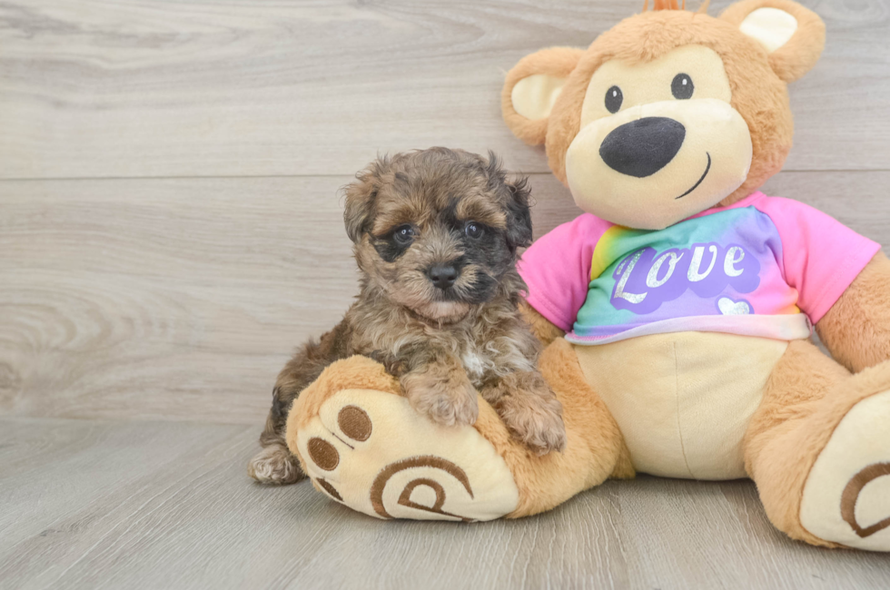 5 week old Maltipoo Puppy For Sale - Simply Southern Pups