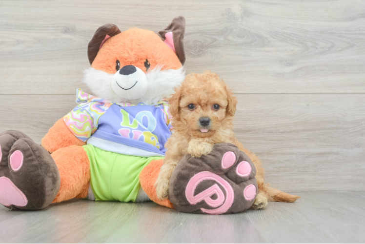 Best Maltipoo Baby