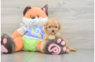 Best Maltipoo Baby