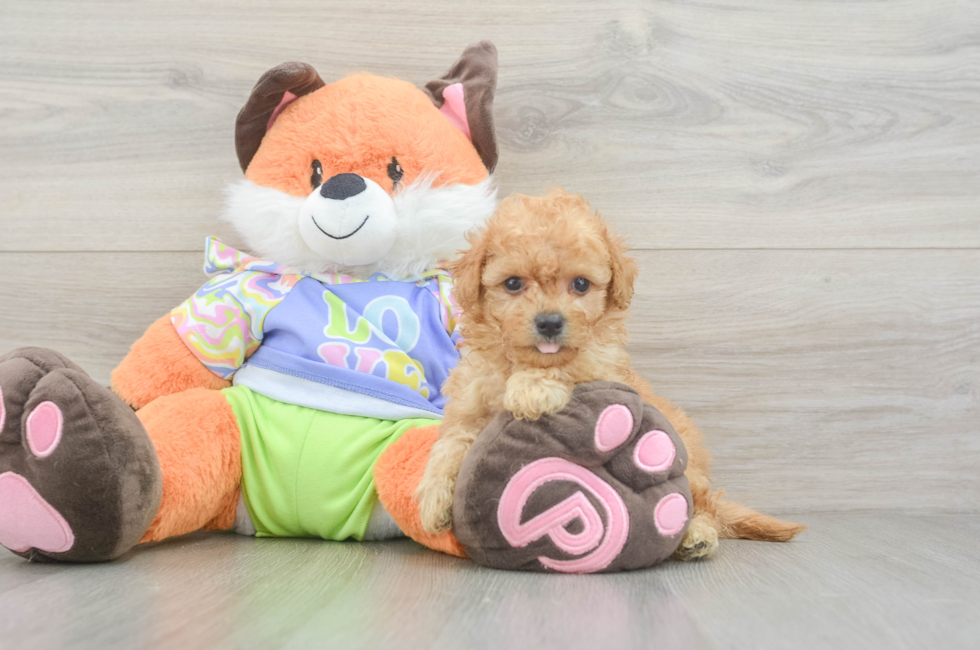 5 week old Maltipoo Puppy For Sale - Simply Southern Pups