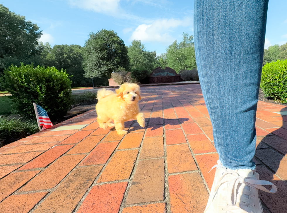 Best Maltipoo Baby