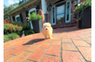 Best Maltipoo Baby