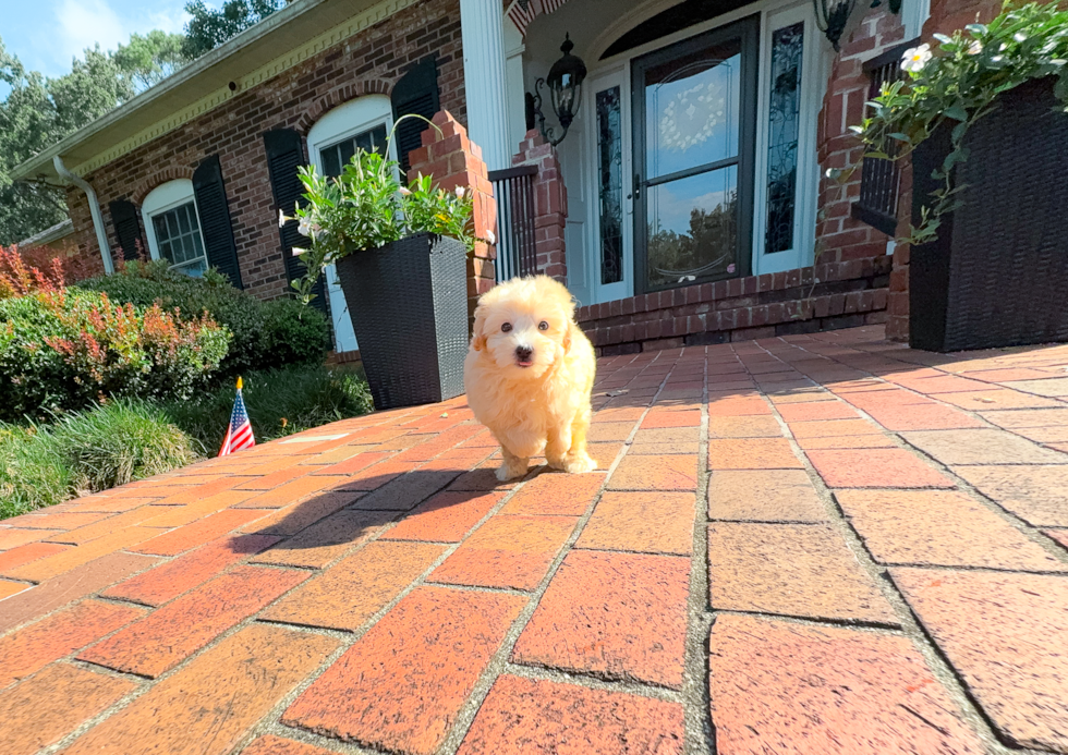 Best Maltipoo Baby