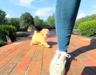 10 week old Maltipoo Puppy For Sale - Simply Southern Pups
