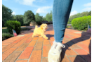 Maltipoo Puppy for Adoption
