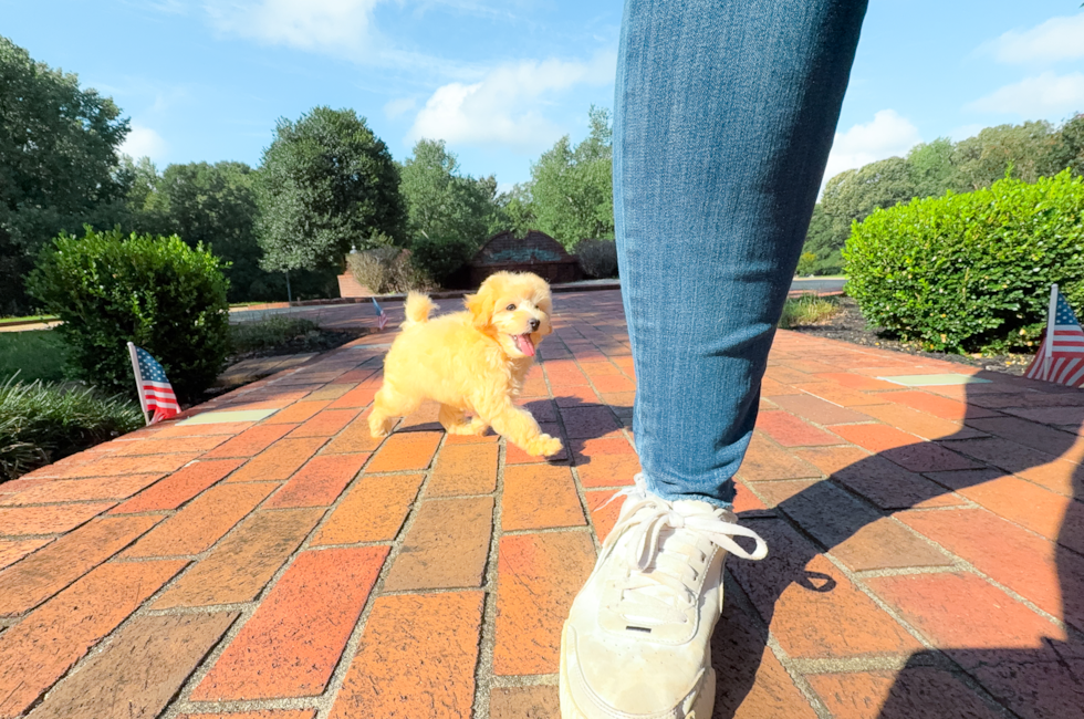 10 week old Maltipoo Puppy For Sale - Simply Southern Pups