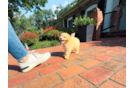 Best Maltipoo Baby