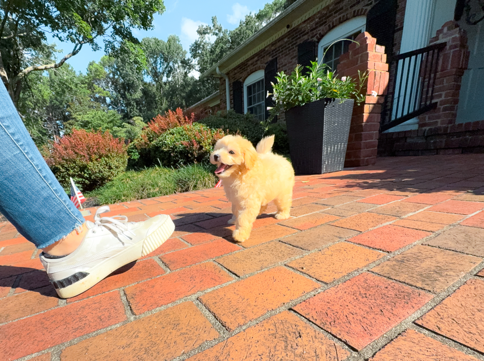 Best Maltipoo Baby
