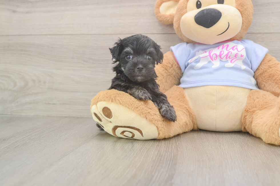 5 week old Maltipoo Puppy For Sale - Simply Southern Pups