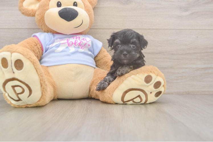 Playful Maltese Poodle Poodle Mix Puppy