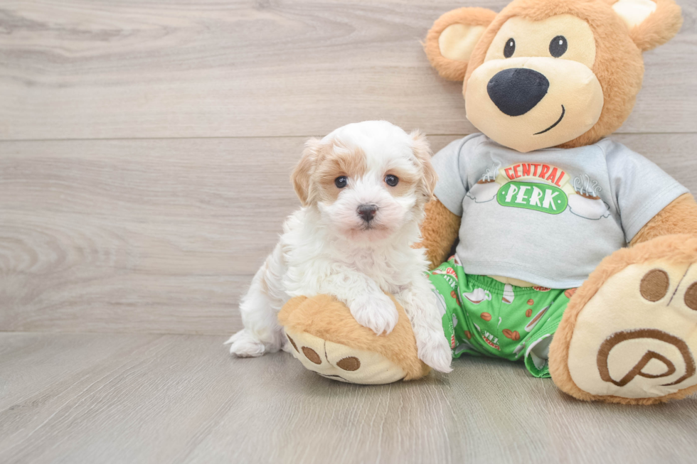 Maltipoo Pup Being Cute