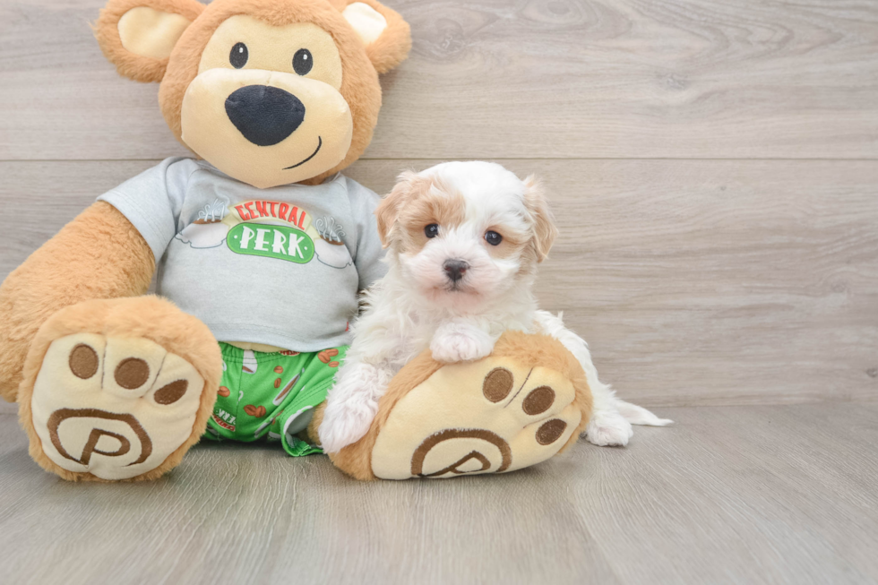Petite Maltipoo Poodle Mix Pup