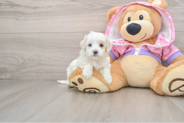 Popular Maltipoo Poodle Mix Pup