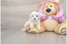 Popular Maltipoo Poodle Mix Pup