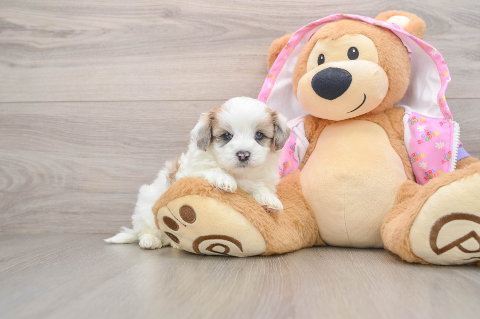 Maltipoo Puppy for Adoption