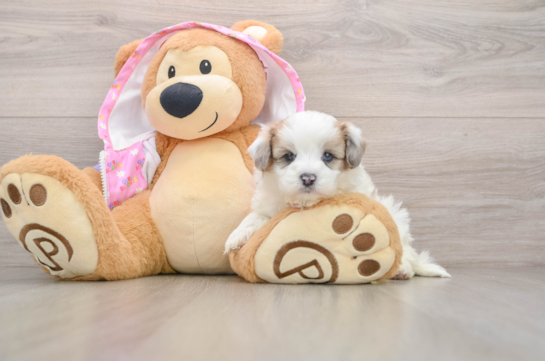 Maltipoo Puppy for Adoption