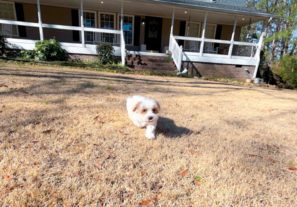 Maltipoo Puppy for Adoption