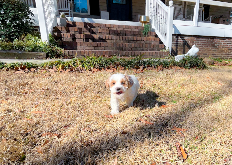 Cute Maltipoo Poodle Mix Pup