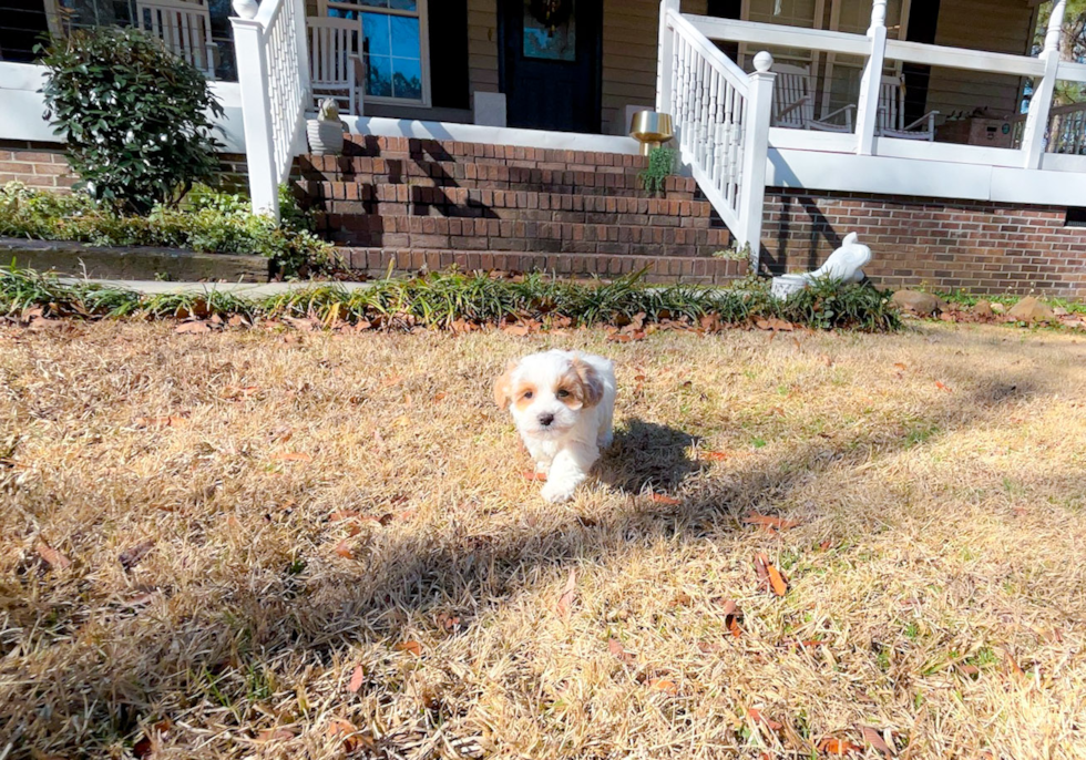Maltipoo Puppy for Adoption