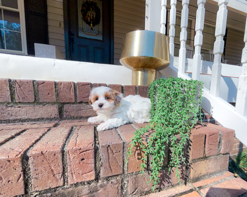 Maltipoo Puppy for Adoption